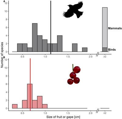 Within-Species Trait Variation Can Lead to Size Limitations in Seed Dispersal of Small-Fruited Plants